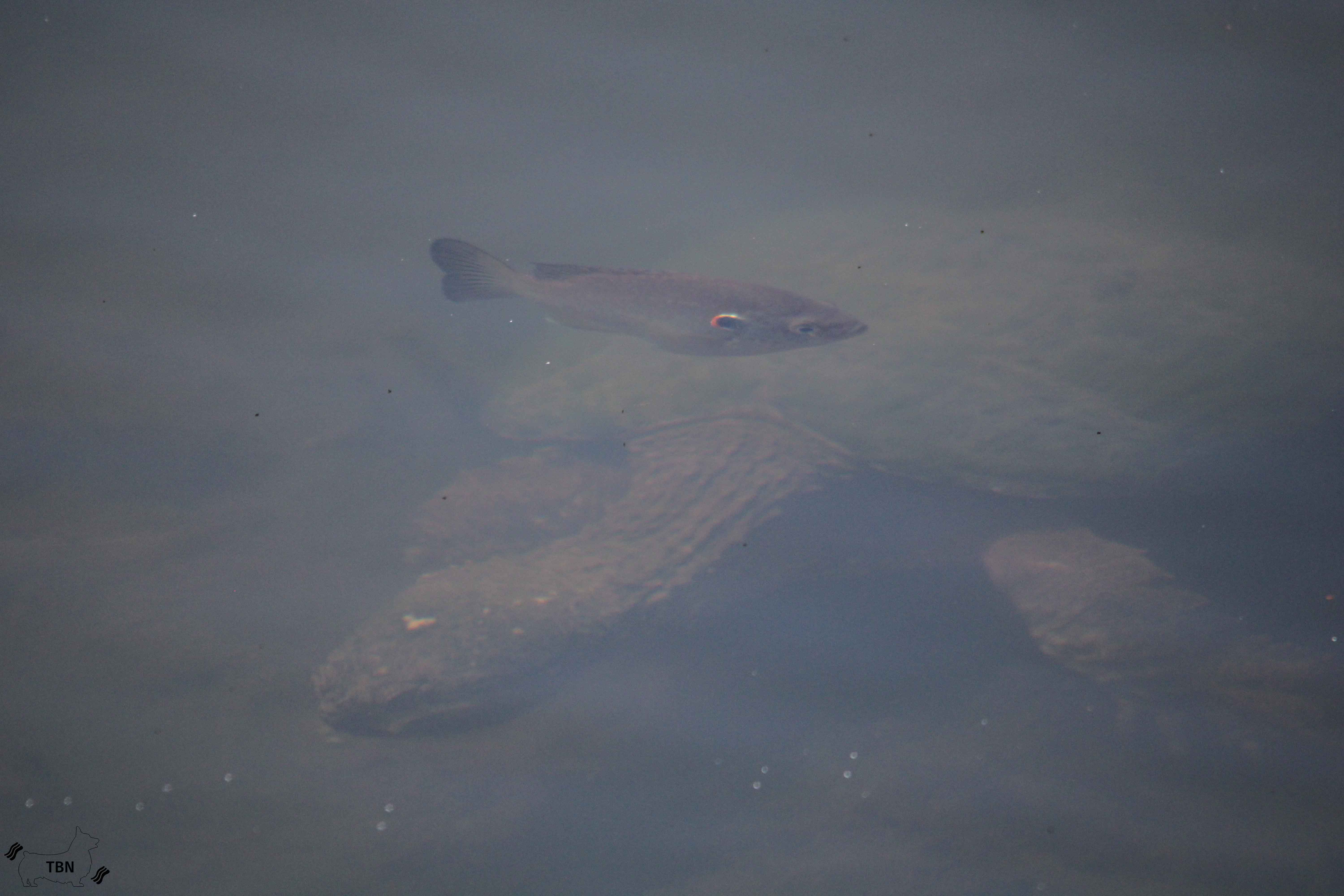 Alligator Snapping Turtle